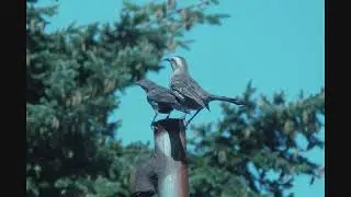 Canto de la Tenca (Mimus Thenca)