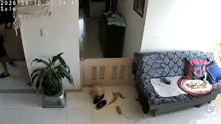 M7.4 Colombia earthquake on August 10, 2026 Private compilation(Part 68)🇨🇴