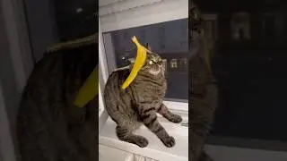 Cats Doing The Funniest Things Ever 🤣
