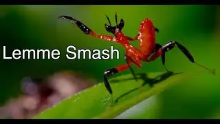 Lemme Smash - Mantis and Spider Edition