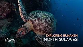 Scuba Diving Bunaken National Park in Indonesia with Murex Resorts
