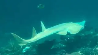 Guitarfish sharks Royal Burgers Zoo Arnhem Netherlands Holland Dutch Top Zoos Aquariums Europe 15 2