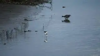 Pied Stilts Wading In Alexandra Canal (2025-07-06)