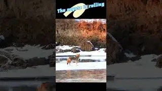 Cayote is rolling, #wildlife #wild #funnyanimals #wolf