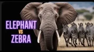 Beyond the Charge: Unseen Zebra Herd Survival Tactic!