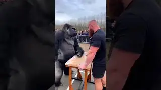 Gorilla vs Strongest Man | Unbelievable Arm Wrestling 😱#shorts