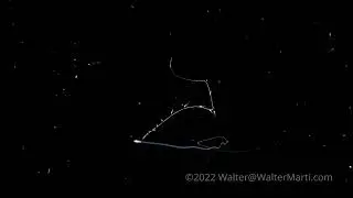 Larval Pearlfish