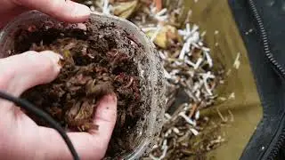 Will composting worms eat onions?