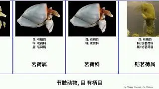 节肢动物, 目 有柄目 arthropoda 三角铠茗荷属 茗荷科 Ukulele 铠茗荷科 Chris 条茗荷属 友铠茗荷属 指茗荷科 阿南铠茗荷属 直铠茗荷属 鹅藤壶科 Haugen 指茗荷属