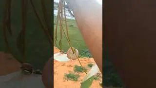 फिश टैंक के लिए पौधे और कमल का पौधा | भारत 🇮🇳