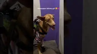 📰💖🌷🐶🐾#dogshorts #doggielife #indiedogs #ilovedogs #rescuedogs #rescuedog #dogfunnyvideos #doglove