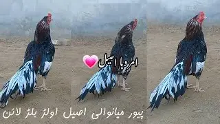 pure mianwali old blood line | Amorha aseel by Saeed aseel mianwali