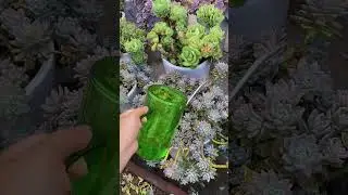 1g Urea + 1g MKP for Succulents? Root Explosion Overnight!🌿💚#succulentlife #succulents #successtips