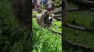 Robin, the three-fingered sloth, is getting some exercise!