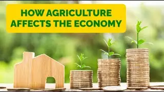 How Agriculture affects the Economy