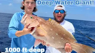 GIANT Yellowedge Grouper Catch Clean & Cook!!