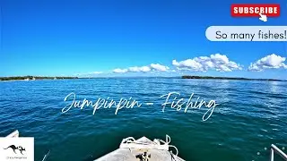 Plenty of fish in Jacobs Well, Jumpinpin, Gold Coast!