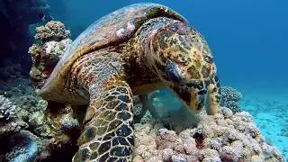 Marsa Alam 2018 - snorkel - Richard Berný