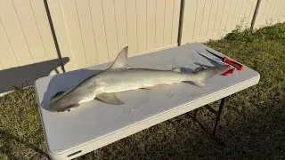 Bonnethead Shark Catch, Clean, & Cook! Only Legal HAMMERHEAD Shark To Keep & Eat! Sebastian Inlet,FL