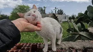 Кошка Орео и ее друзья такие милые и ласковые