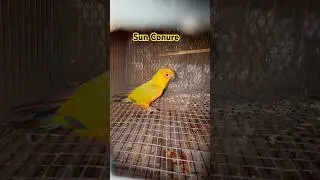 🌈 Sun Conure Parrot | Most Beautiful & Intelligent Pet Bird 🦜 #sunconure #parrot #shorts #ytshorts