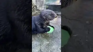Sea Otters Love Ice 😊😄🥶: SOO Adorable ! Sea Otter Playing #shorts #cute #seaotters