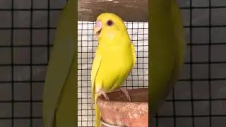 Yellow parrot talking #parrot #youtubeshorts #shorts