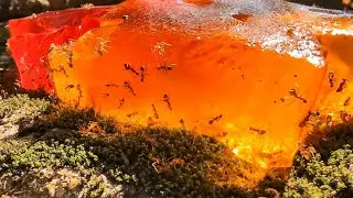What Happens When Ants Find Jelly? Can They Finish It? 🐜