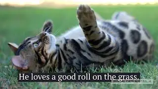 Afrikatte Shady Daze of Ashmiyah Bengal Cats