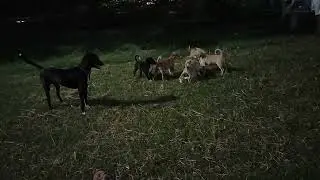 Dogs are playing at the park after the party