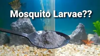 How to Culture Mosquito Larvae for Fish Food / #17