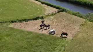 IJslanders met strookbegrazing op Stal Koopman