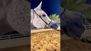 #horse #arabianhorse #animal #arabians #horselover اجمل الخيول العربيه 57012