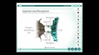 Ligands and Receptors Animation