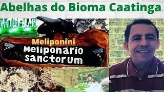 Estudiosos das abelhas - Prof. Dr. Warwick Estevam Kerr