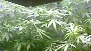 Montana Silvertip | Pineapple Express | Grow Setup | Cannabis Cup Winner's #hydroponics