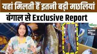इस Fish Market में मिलती हैं इतनी बड़ी मछलियां। West Bengal से Exclusive Report। Fish Farming
