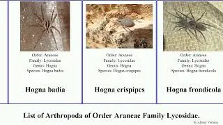 List of Arthropoda of Order Araneae Family Lycosidae. artoria pardosa alopecosa arctosa lycosa