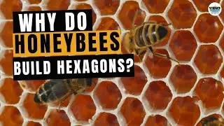 Why do honeybees build hexagons?