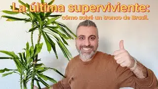LA ÚLTIMA SUPERVIVIENTE: cómo salvé un tronco de Brasil.