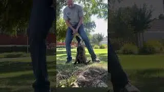 Early training builds lifelong habits! 12 weeks old Austin Tx  puppy