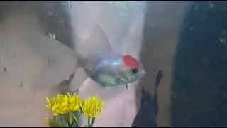 My Little Friends