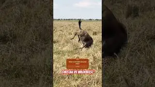 Cheetah vs Wildebeest