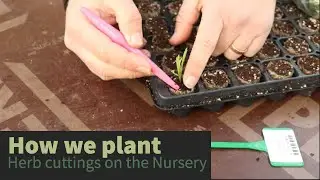 How we plant herb cuttings on the Nursery