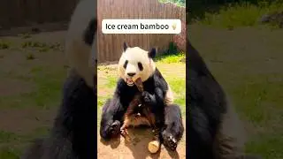 Ice cream bamboo, so delicious 😋 #panda #pandas #cutepanda #pandasoftiktok #funnyvideos #fun