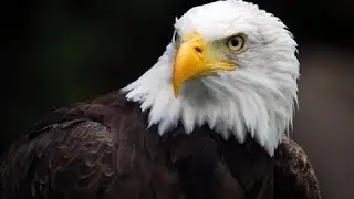 Best Documentary 2016 - American Eagle HD - Nature Documentaries - Nat Geo Wild