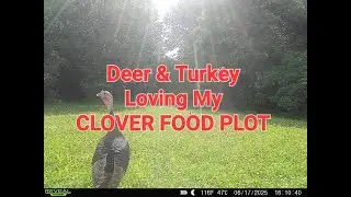 Deer & Turkey Love My CLOVER FOOD PLOT