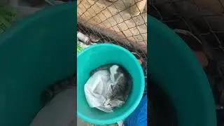 kids always make us fun with cats. #cat #funny #pet #kids #pets #petlover #pet #cat #catlover