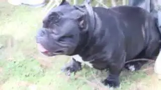 ROLOW ABR BULLY SHOW