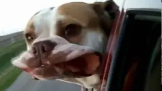 Supreme Jowls: Bear the Old English Bulldog